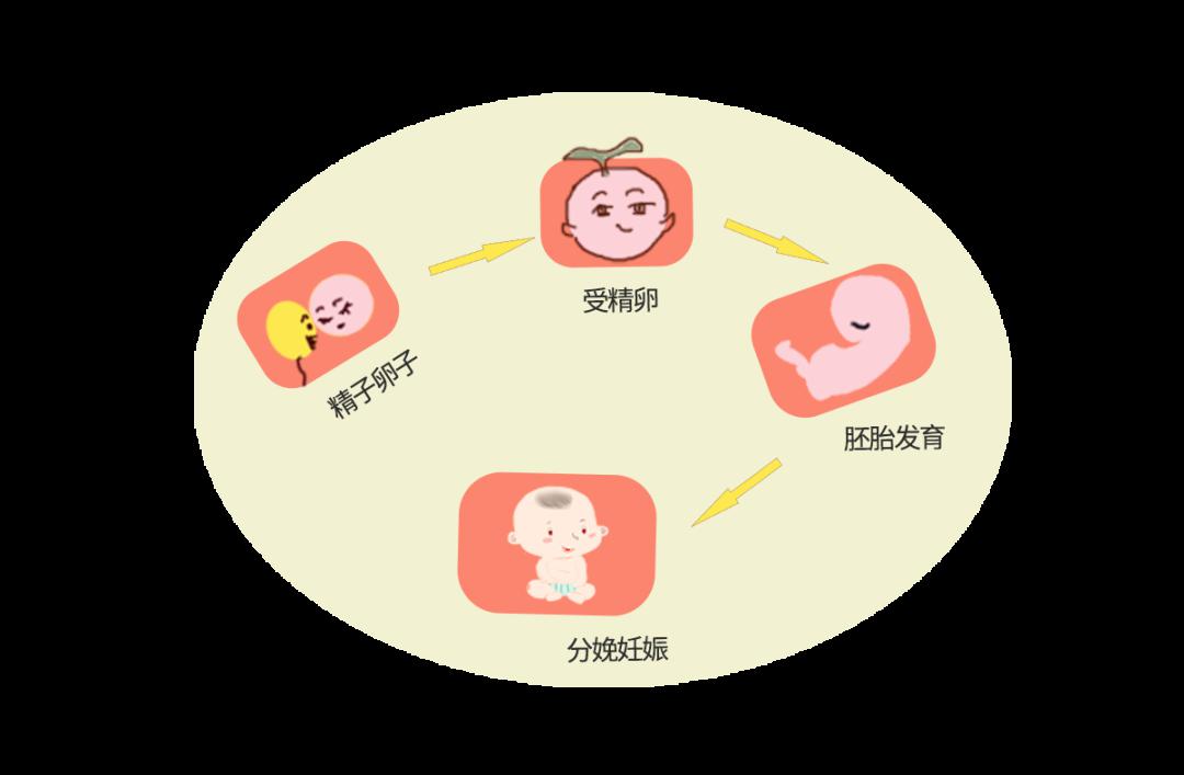 自然生育的全过程包括女性排卵,男性排精,精卵结合受精,胚胎发育和