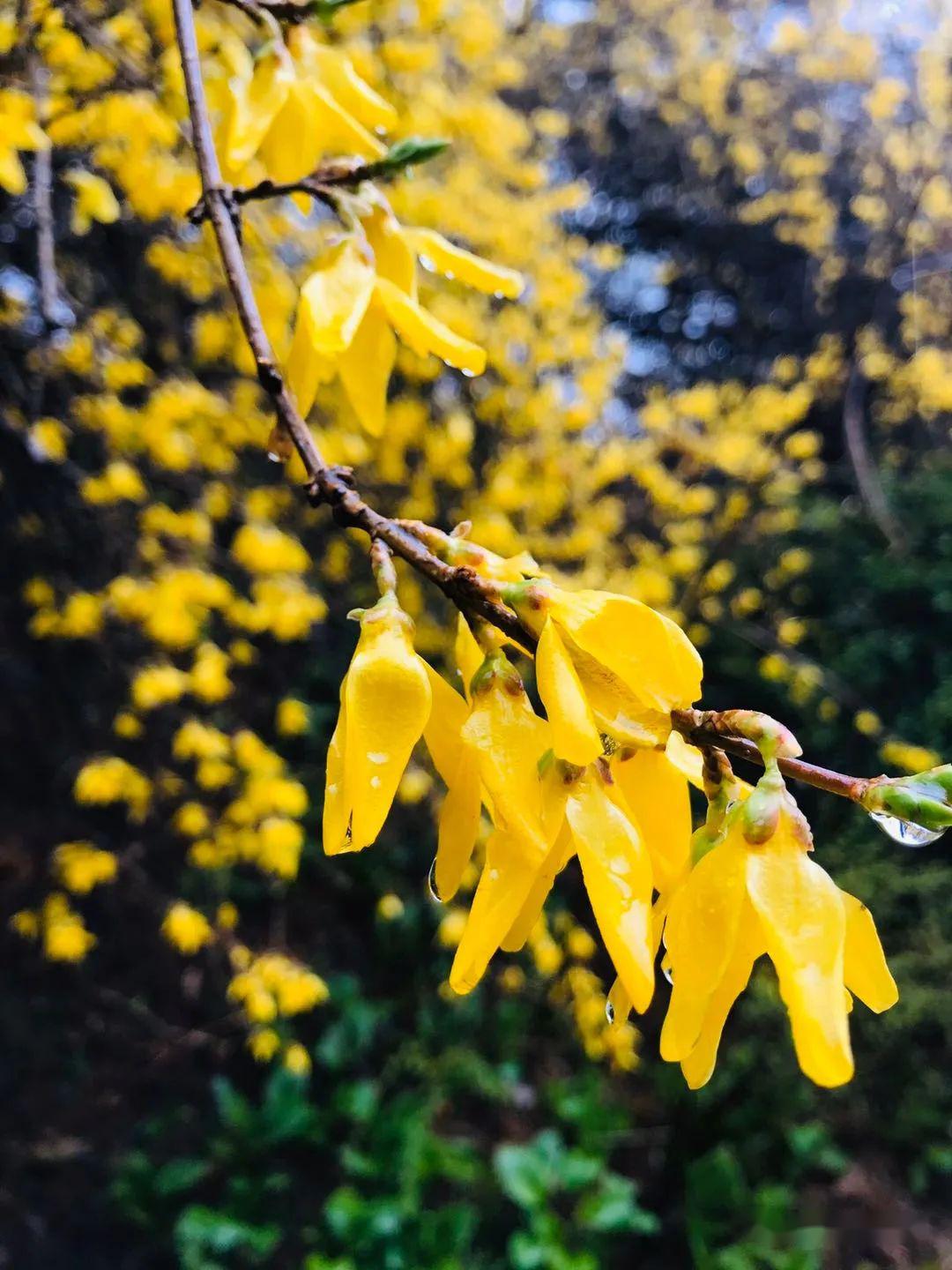 广东长安镇天气预报今日情况