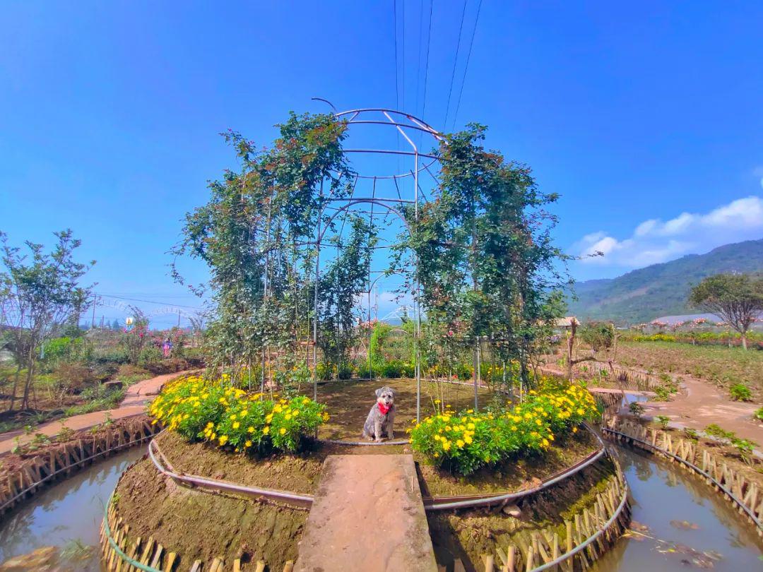 洪雅这个超美花海明天开园可以赏花烧烤垂钓你约不约