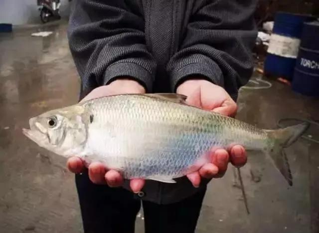 鲥鱼文人最恨的鱼