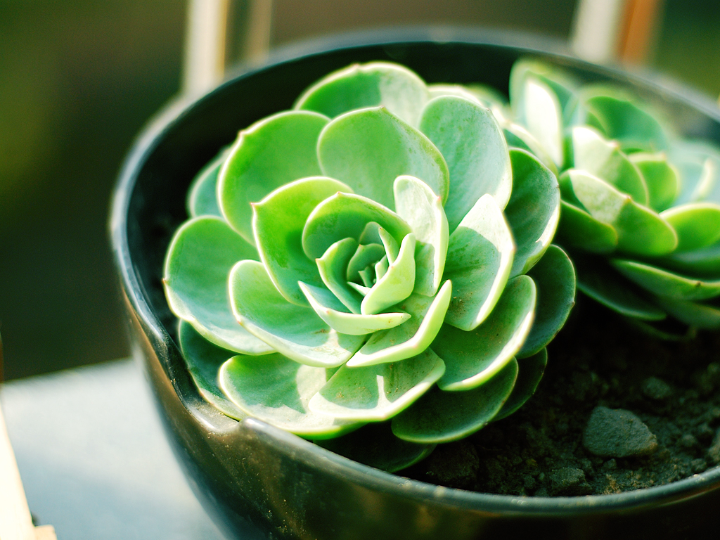 景天科多肉植物拟石莲花属:初恋,吉娃莲,玉蝶,黑爪