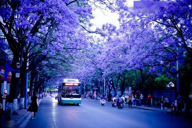 昆明网红蓝花楹大道整治提升预计4月下旬完成