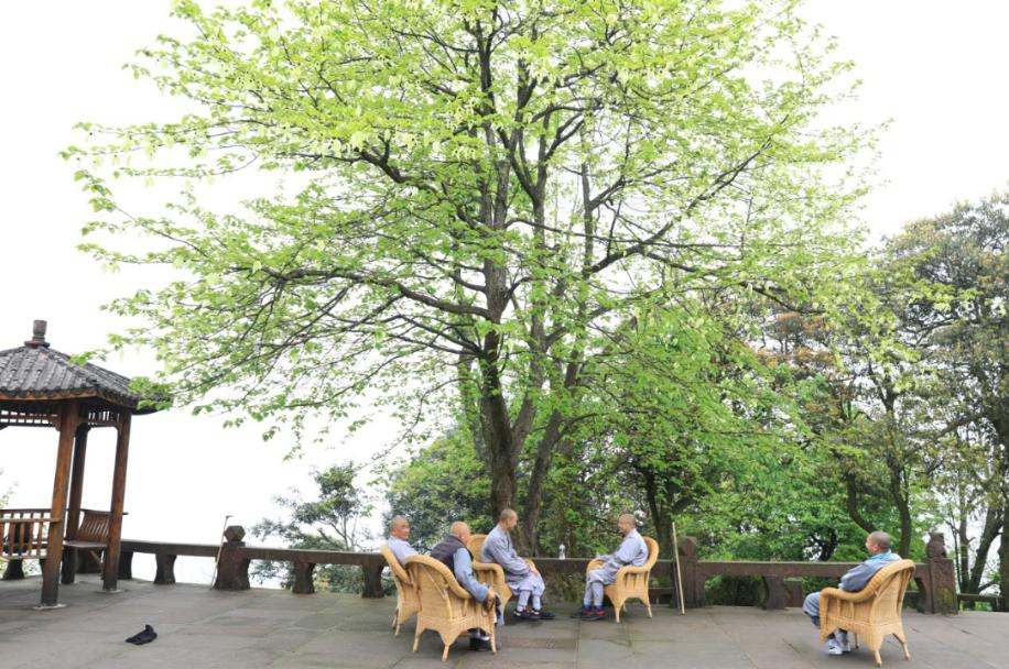 峨眉山上那棵最美活化石开花啦