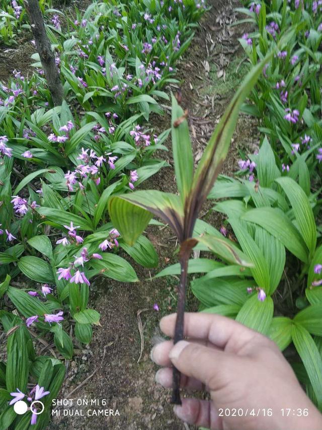 白芨根茎处叶枯,有臭味是什么病?怎么防治