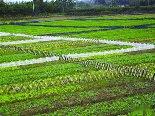 富县所有人认领一块地种植一亩园私家菜园火爆招募中