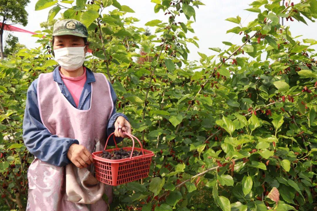 珠珊镇这家桑葚园的果实成熟啦