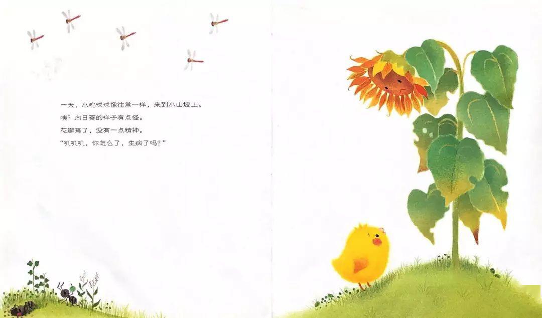 金宝晚安故事丨小鸡球球和向日葵爱与生命的思考