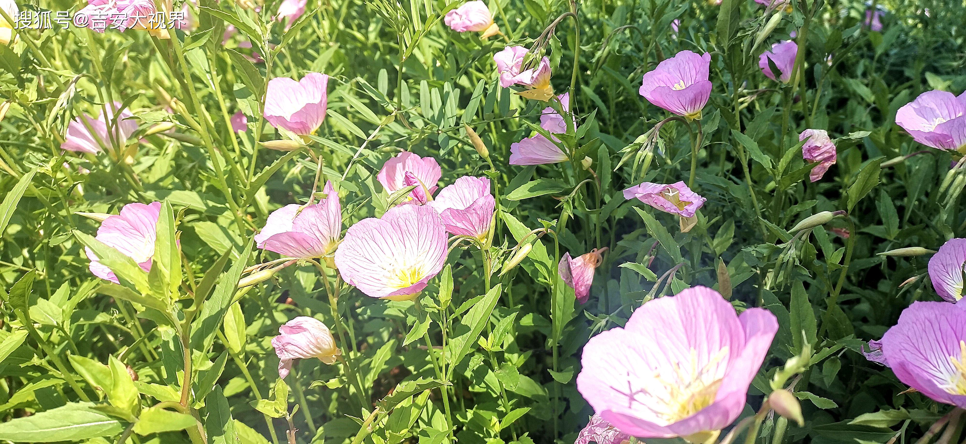 月见草没开花图片图片