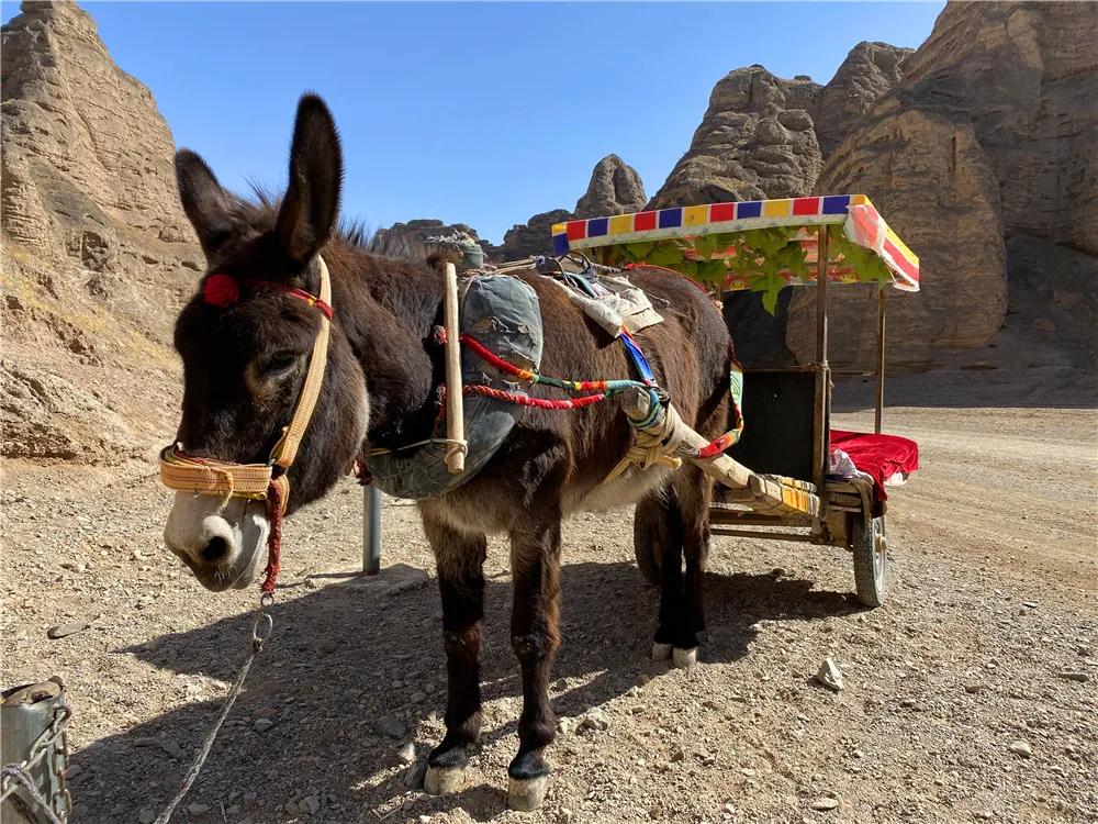 做好准备你要被黄河石林的小毛驴迷住了