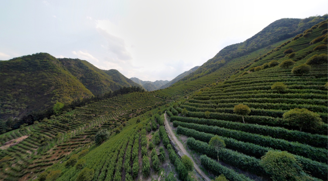 艺福堂钱塘龙井口碑茶火了!只因薇娅在直播间说了这句话……_产区