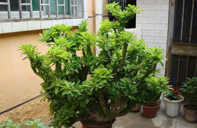 麒麟掌虽好,但它可是带毒的,尤其是它的汁液,里面含有许多的毒蛋白