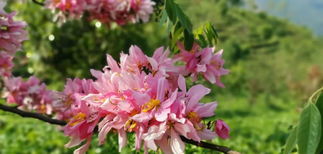 西盟眼茶园里开花的神黄豆