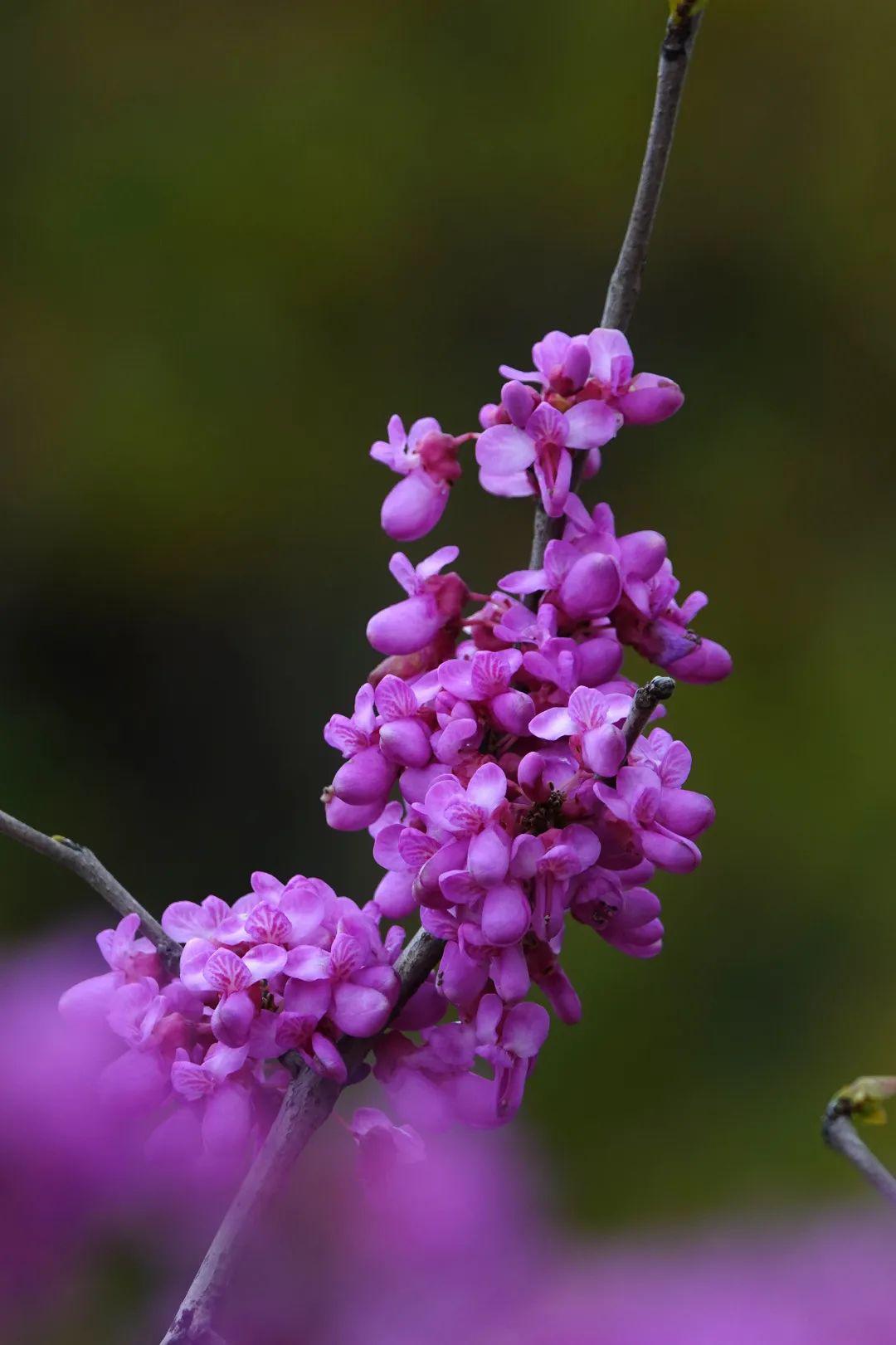 五角场这条道路太美了,太美了!_紫荆花