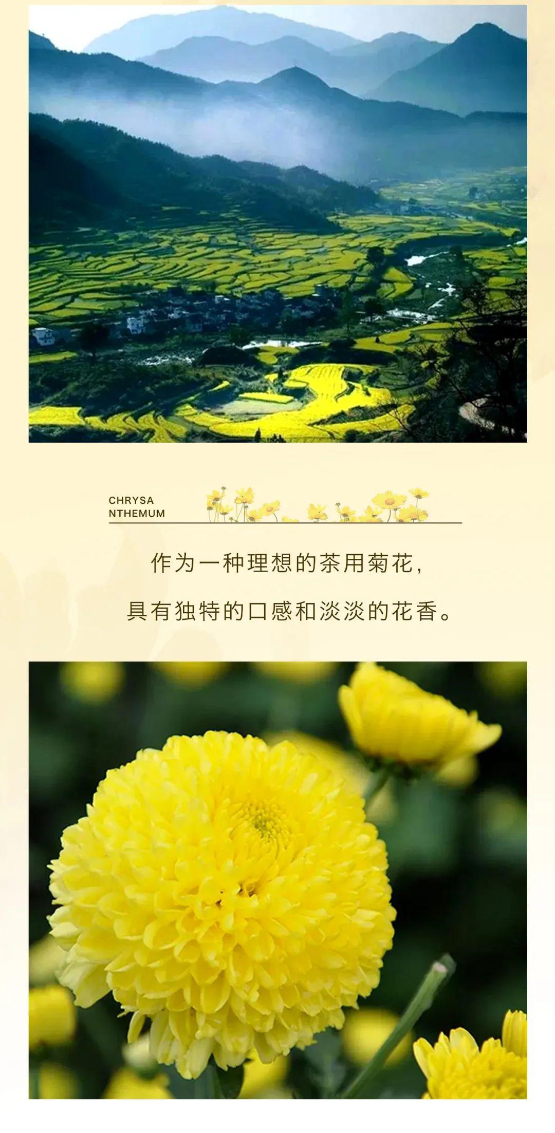 婺源皇菊这朵具有皇室血脉的菊花你了解多少
