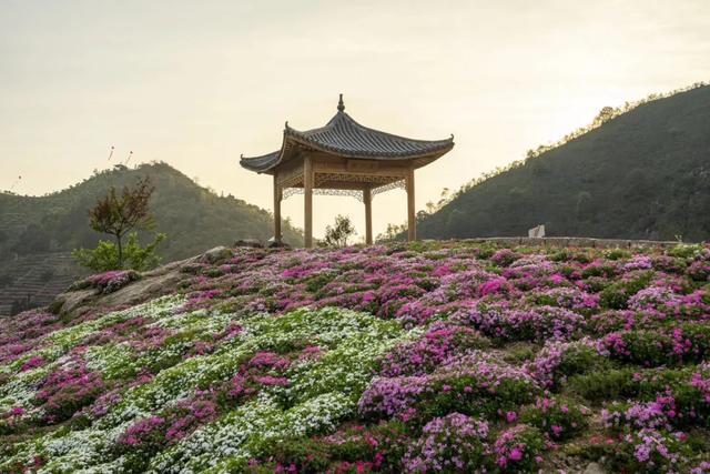 楠溪江畔芝樱盛开,大地一夜间铺上了"地毯"!_樱花