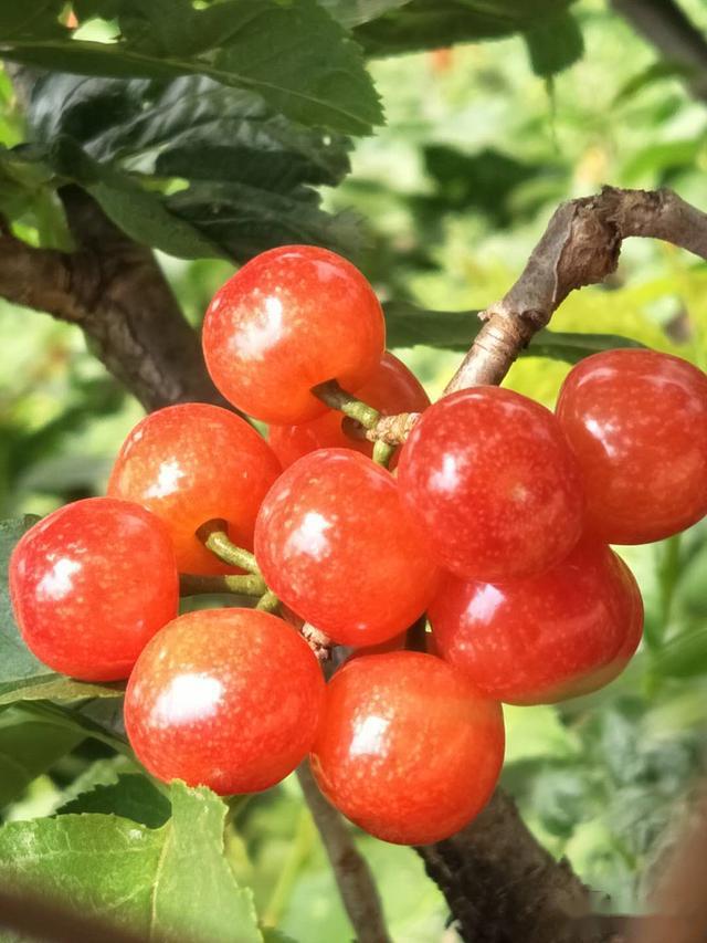 赤鹫山里人家摘樱桃烤全羊烤乳猪吃山茅野菜