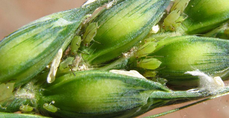 小麦穗蚜防治很关键