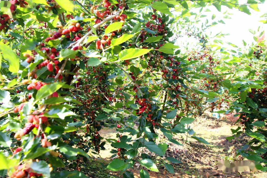 春风"吹"熟桑葚 酸酸甜甜好滋味_种植户