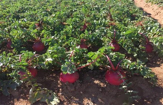 用量:400克(根据病情可相应调整)将大红萝卜洗净,连皮切块,加200毫升