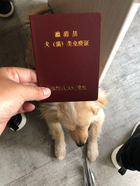 流浪小奶狗遇上女孩后,从此开启了新世界的大门,过上幸福生活