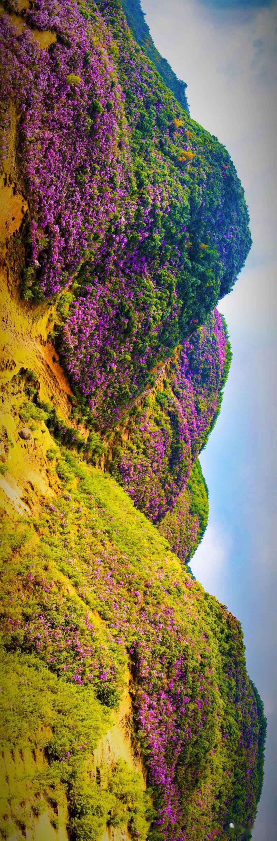 禄劝花海景区图片