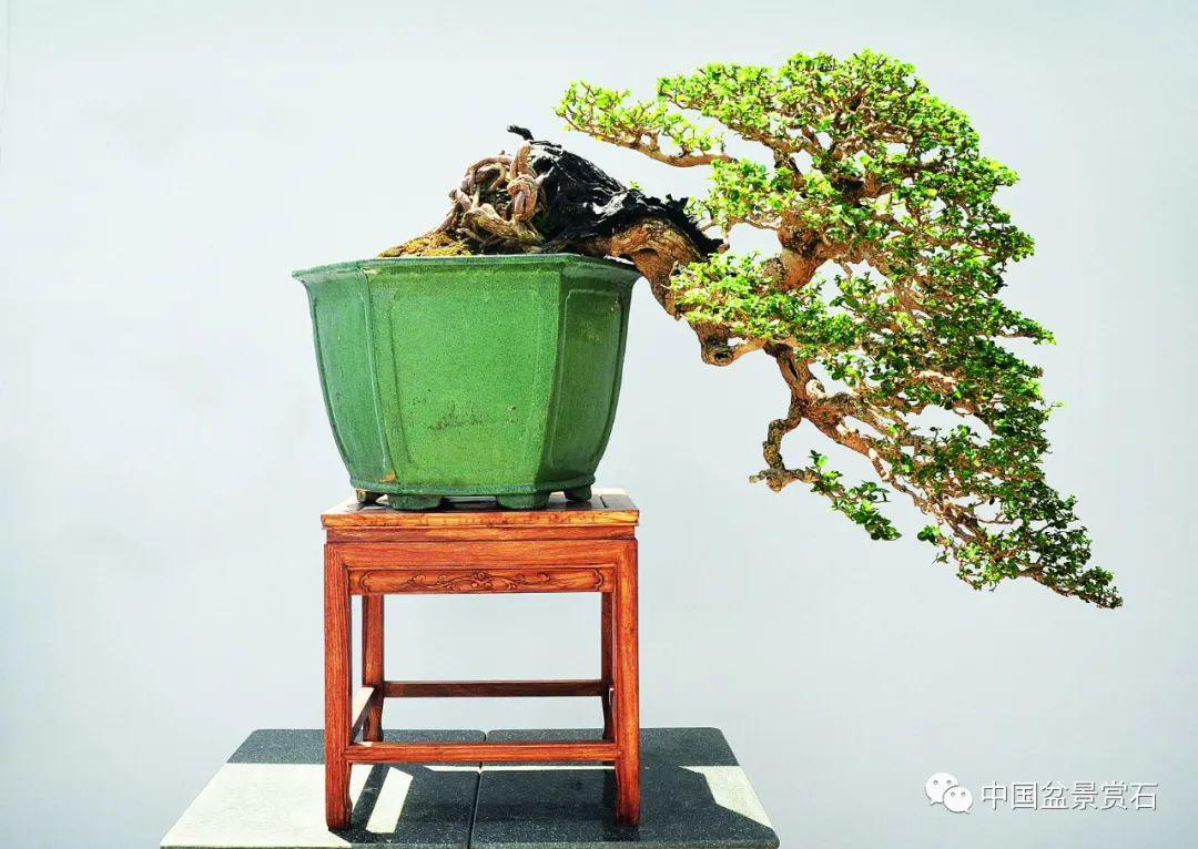 抗疫时刻线上回顾岭南盆景名家吴成发陈昌黄就伟精品展回顾四