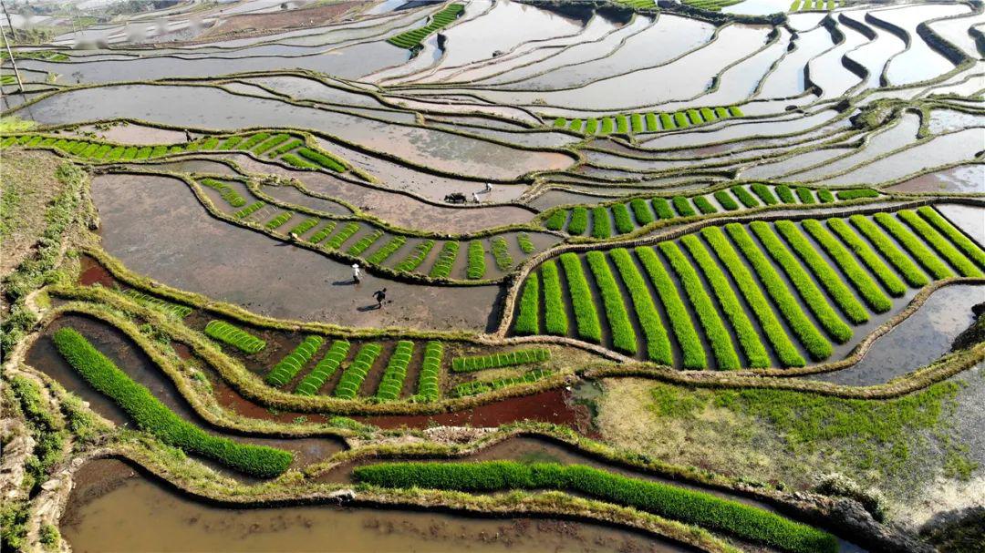 春耕红河田间地头插秧忙一起来感受满屏的春意