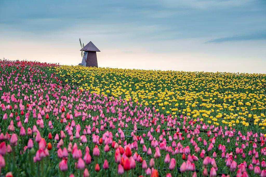 醴陵亿都时光丨惊艳这片神秘花海竟藏着限量版春天