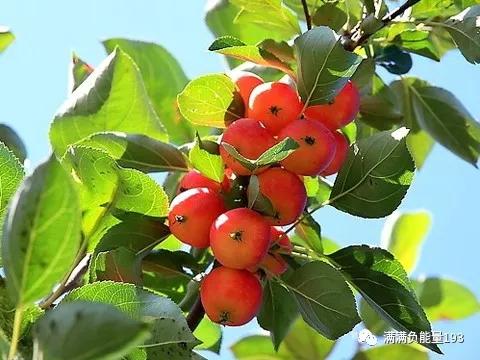 一说指野海棠.多棪木堂庭之山:即堂庭山,山名,具体所指待考.