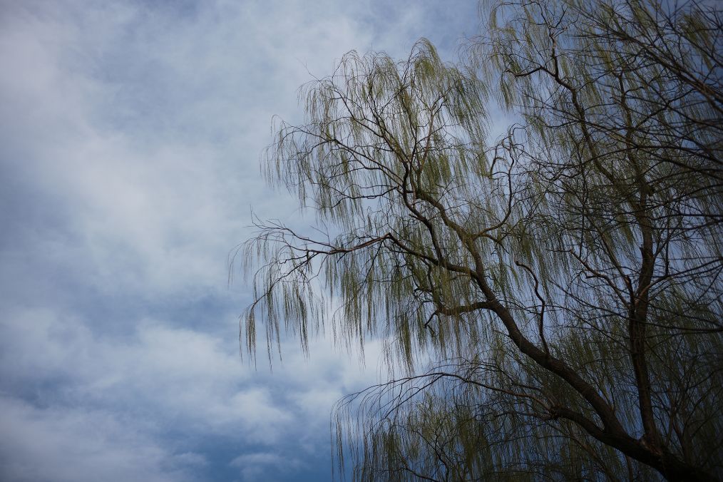 竹节如气节清明又逢生人人心中都有一把茂林深篁的竹节壶