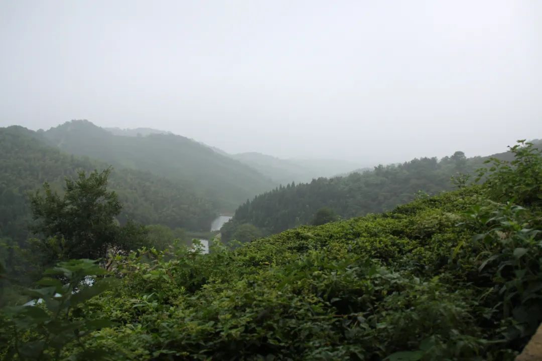 浉河区茶乡竹海美丽左店