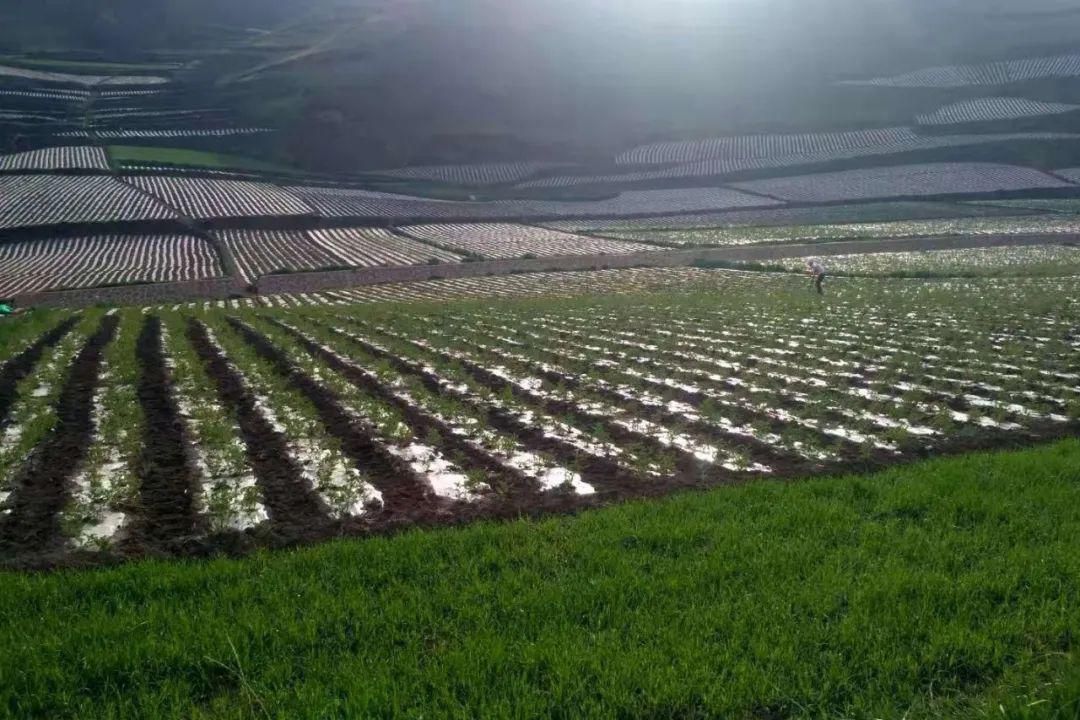 67藏巴哇镇产业搭建致富桥中药铺设小康路