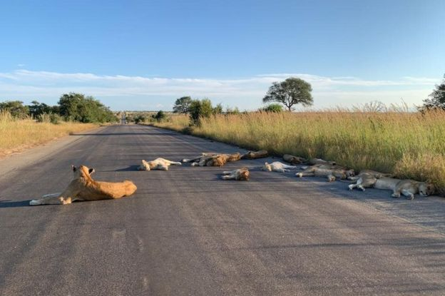封鎖期間遊客驟減，南非野生動物保護區內獅群橫臥馬路熟睡 國際 第4張