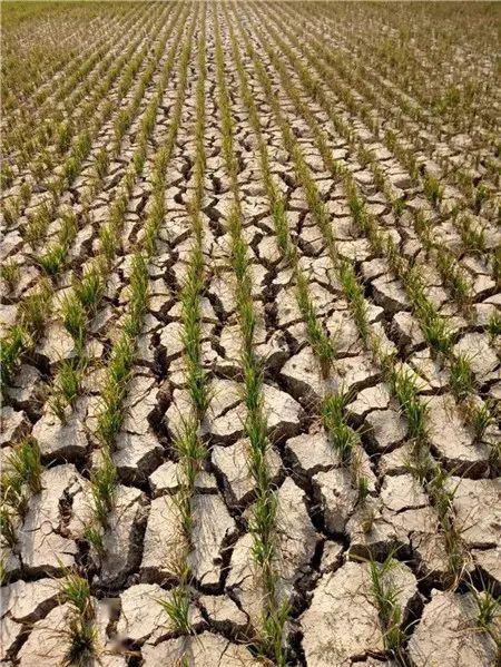 云南遭遇10年来最重旱情!100条河道断流,147万人饮水困难