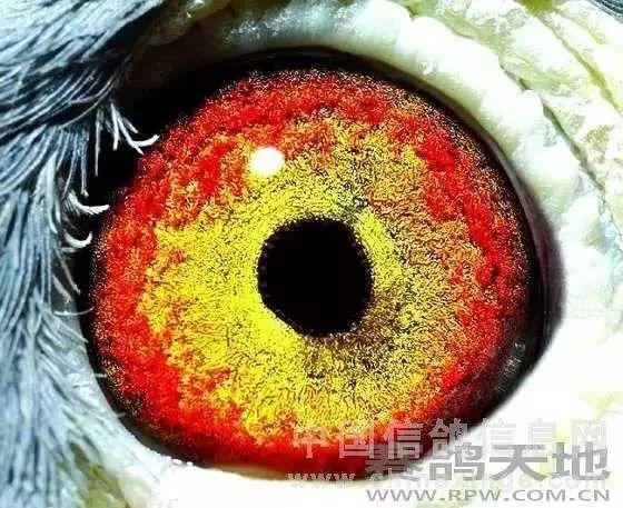 5羽不同级别冠军鸽眼!_鸽子
