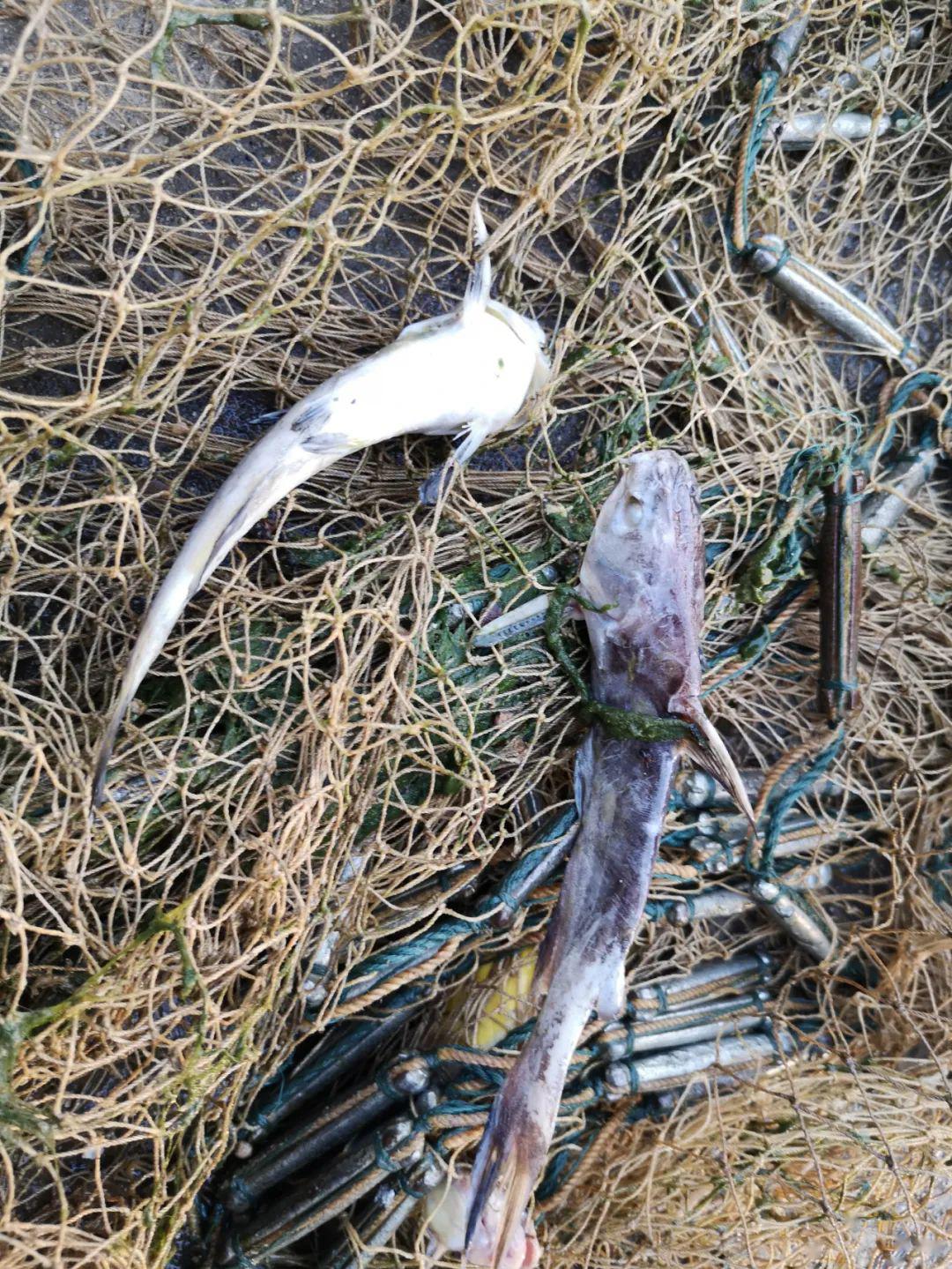 黄颡鱼空前大规模暴死,还有得救吗?