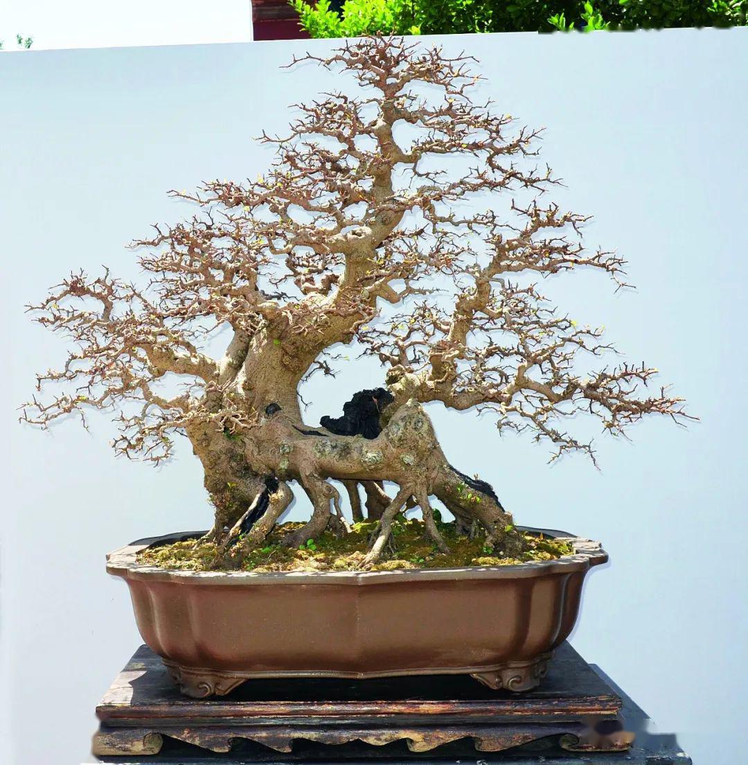 抗疫时刻线上回顾岭南盆景名家吴成发陈昌黄就伟精品展回顾四