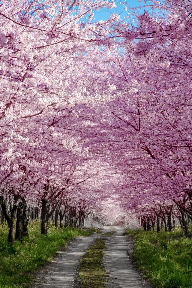 "蓝色星球最美樱花园之一",一度霸屏bbc,这里你一定不要错过_平坝