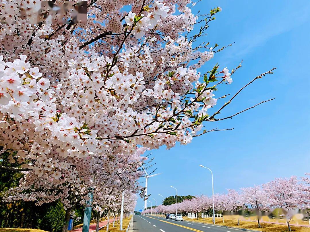 樱花正盛快来解锁威海限量版春天