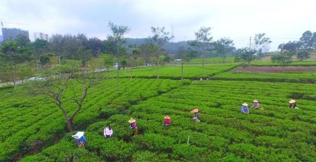 茶是故乡浓佛山藏了个清新茶场满目青翠茶树淡淡茶香弥漫