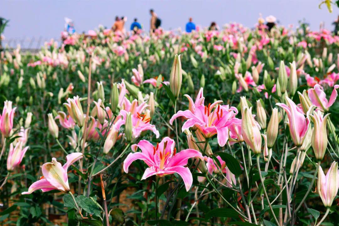 已经有成片的香水百合现在空港花田秘密花园不要错过了哦~快来抓住