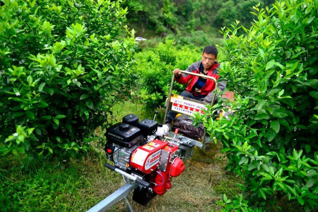 广西龙胜推广运用山地单轨运输机助力乡村产业发展