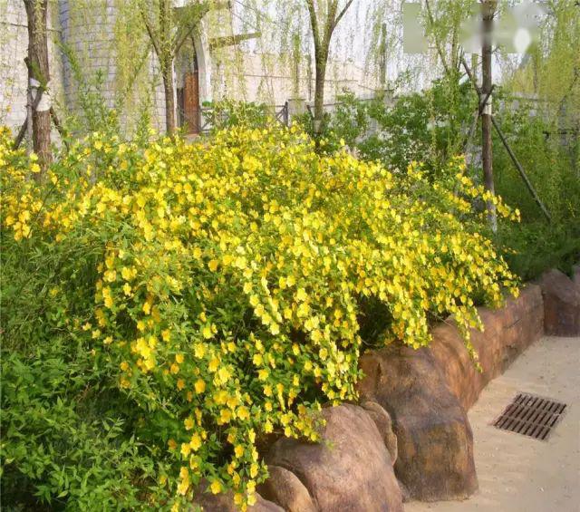 春色叶树种的时尚色系为金黄色,多为近10余年来从国外引进栽培的新优