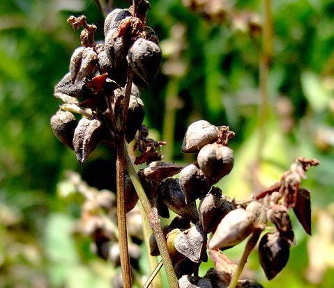 黑苦荞茶一种老少皆宜的保健茶不同的人群可以喝不同的效果