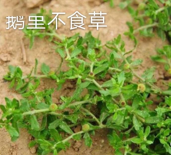 卓尚基原创客家山歌野生草药多功能