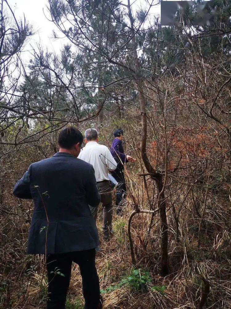 3月22日下午,我与治飞,永槐,军斌来到石梁镇龙皇堂村,攀雨伞岩之后山
