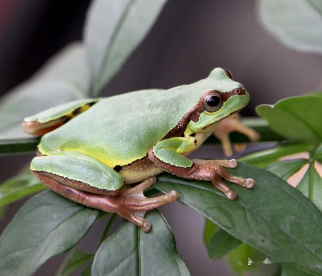 华西雨蛙(王杰拍摄)本文作者:王杰中科院成都生物所副研究员(来源