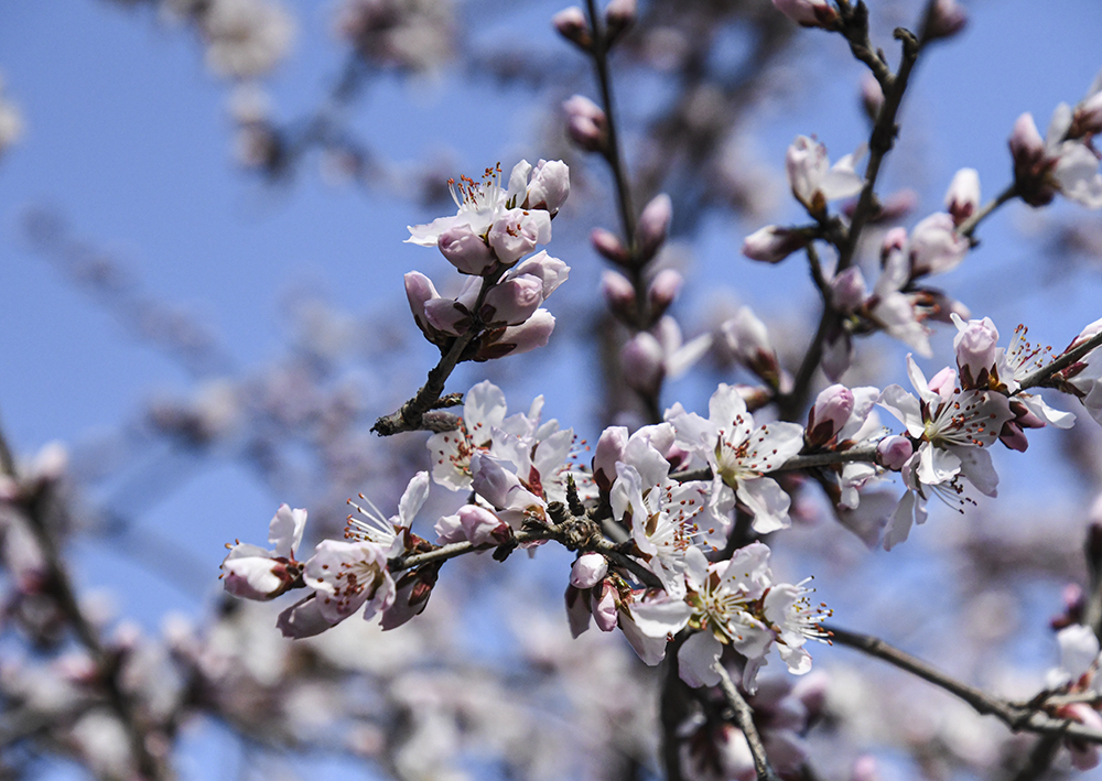 哈尔滨的春天来了