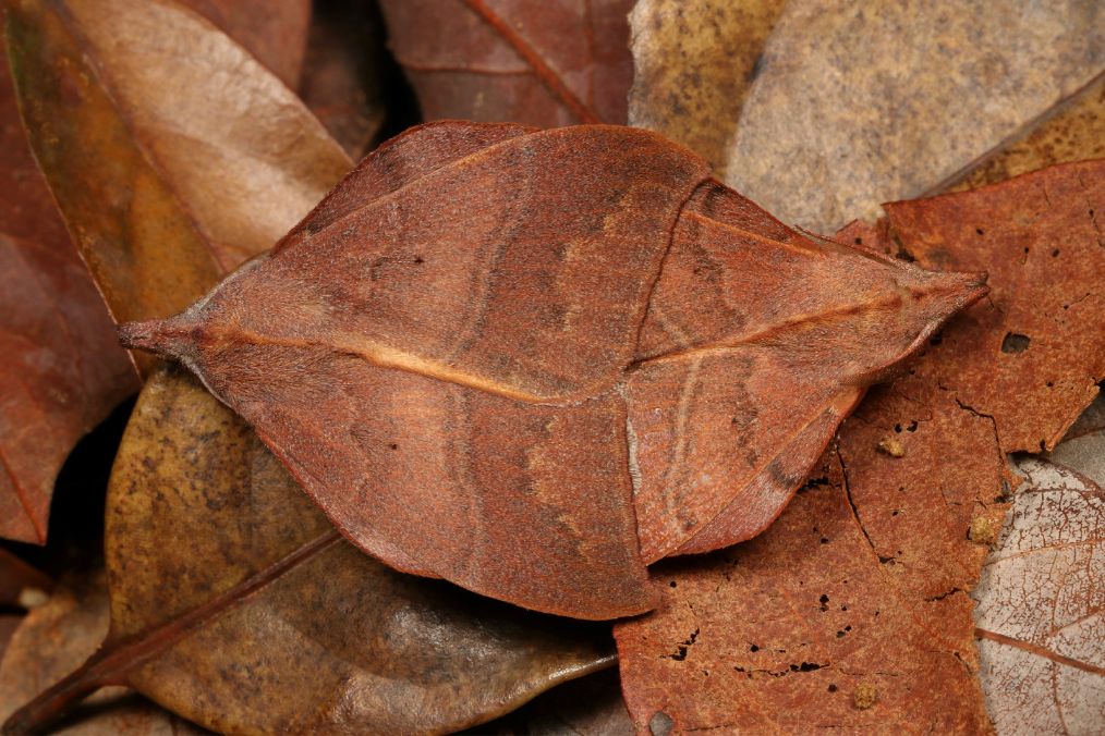 大自然自带隐身技能的昆虫你能看到它们吗
