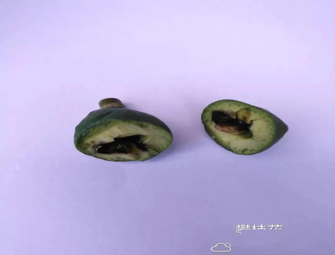 致使芒果核不能正常受精,内核不能吸收养分使核开始变黑,因核是黑的